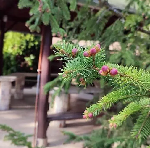 Kiralyos Pihenohaz Feriehus